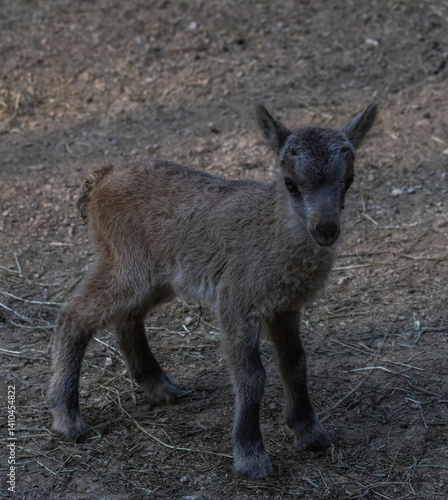 baby goat in zoo