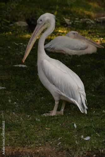 pelican on the grass