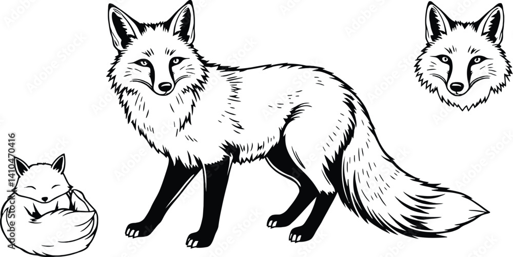 Fototapeta premium Furry red fox relative, a wild wolf vector illustration, stands isolated