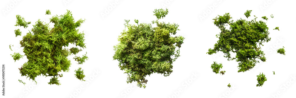 Obraz premium Set of Close-up shot of vibrant green moss cluster with detailed texture and natural shapes on transparent png background. Ai generated