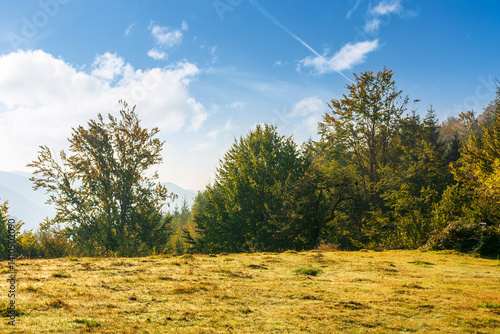 Obraz na płótnie deciduous forest on the hill in autumn. carpathian mountain landscape on a sunny day in september. primeval beech woods of ukraine. grassy meadow. explore transcarpathia woodland w salonie