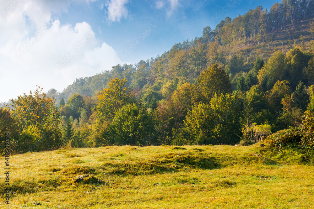 deciduous forest on the hill in autumn. carpathian mountain landscape on a sunny day in september. primeval beech woods of ukraine. grassy meadow. woods ecosystem of europe