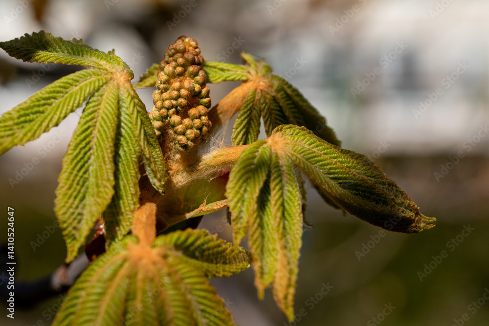 The Spring Growth of the Chestnut Tree is characterized by its Vibrant and Colorful New Leaves
