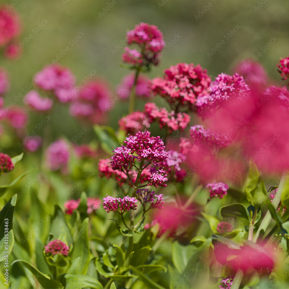 Flora of Gran Canaria - Centranthus ruber, red valerian, invasive in Canaries natural macro floral background Flora of Gran Canaria - Centranthus ruber, red valerian, invasive in Canaries natural macro floral background