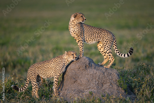 Two cheetahs at sunset on a rock