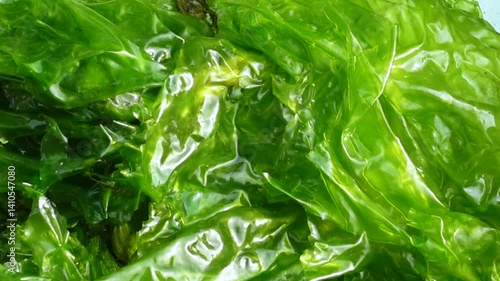 A close-up view of a macroscopic algae with a leaf-like flattened thallus and a light to dark green color. Sea lettuce is a new food source for humans.