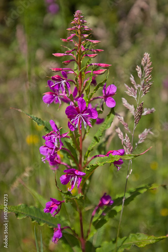 Chamaenerion angustifolium, also known in North America as Fireweed and in the UK and Ireland as Rosebay Willowherb, is native to the entire temperate northern hemisphere.