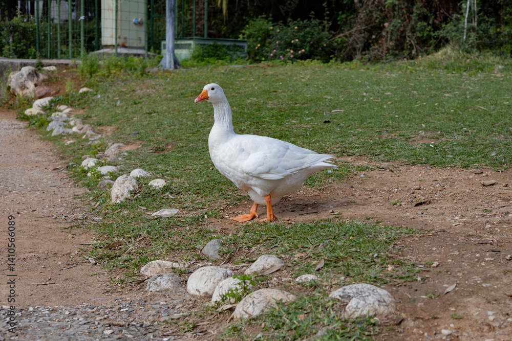 Fototapeta premium white goose on a green grass