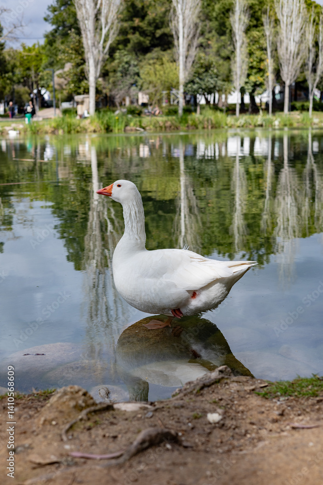 Fototapeta premium goose on the lake