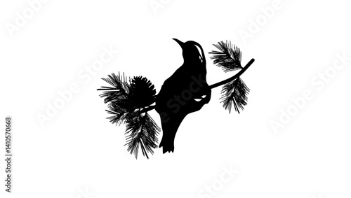 Multicolored thrush , black isolated silhouette
