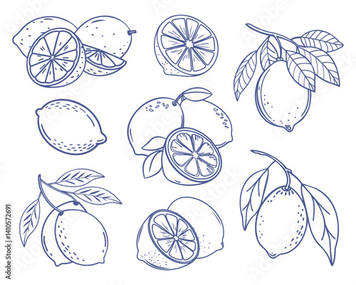 Lemon fruit set. Collection of lemon sketches. Hand drawn doodle illustration.