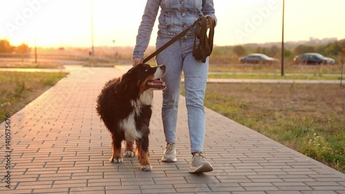 Woman strolls along sidewalk walking her Bernese Mountain Dog on leash at sunset, enjoying fresh air and time spent together, petting her pet. Professional dog walker, dog sitter