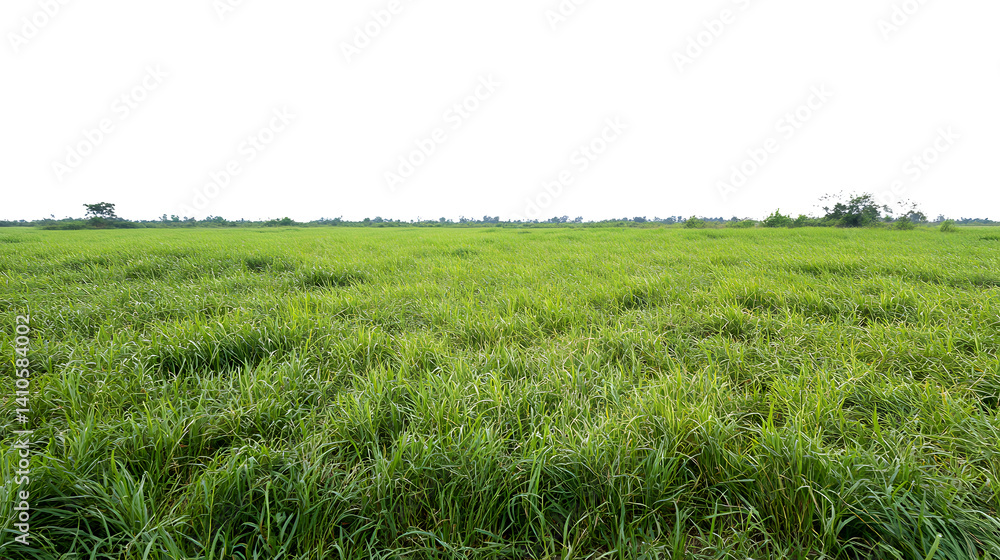 Expansive green rice field under a clear sky, showcasing nature's beauty and agricultural richness. Expansive green rice field under a clear sky, showcasing nature's beauty and agricultural richness.