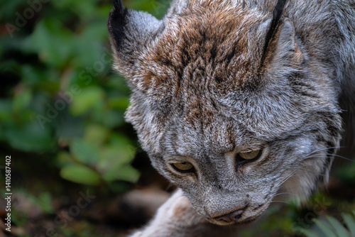 Obraz na płótnie Canada Lynx (Lynx canadensis) Searching for Food w salonie