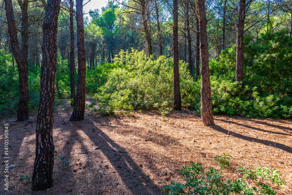 Fototapeta premium forest near to the beach of policoro, matera, basilicata,