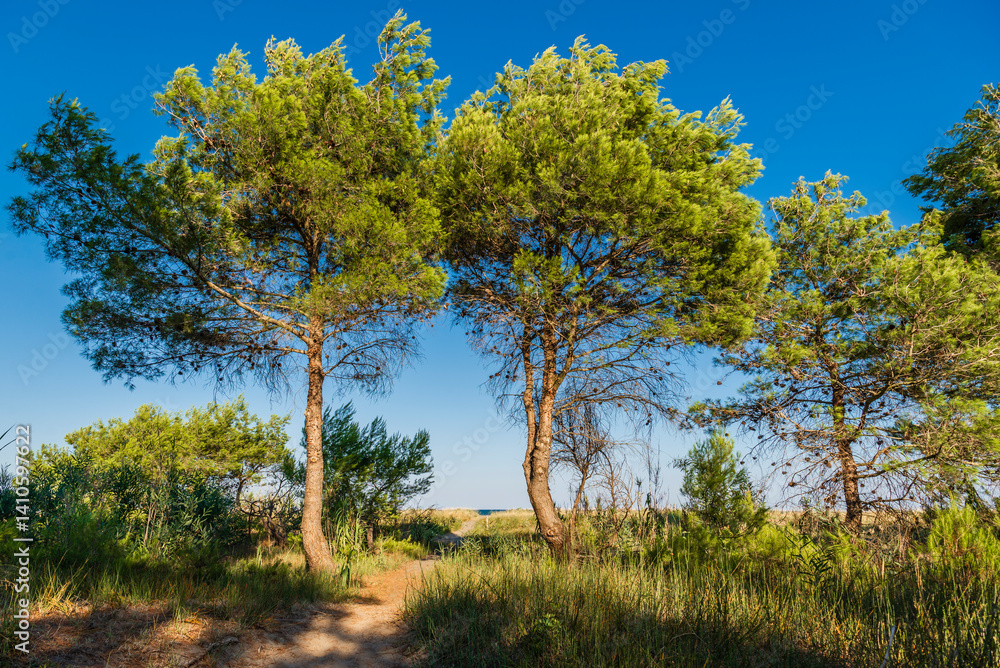 forest near to the beach of policoro, matera, basilicata, forest near to the beach of policoro, matera, basilicata,