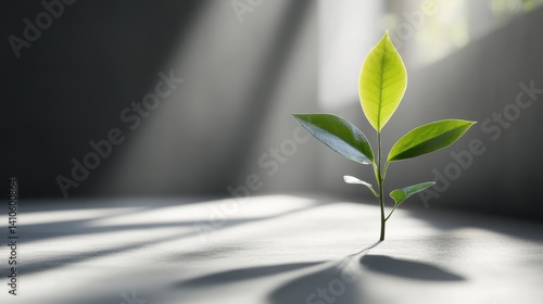 Young green plant growing through concrete in sunlit area