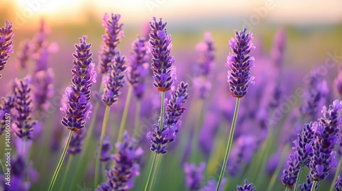 A field of vibrant purple lavender flowers at sunset.