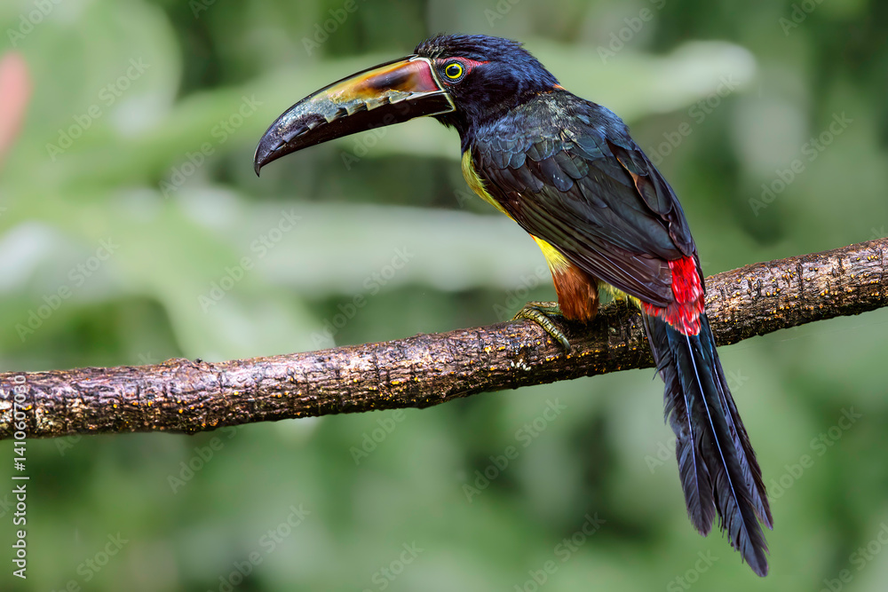Collared aracari (Pteroglossus torquatus), Sarapiqui, Costa Rica. Selective focus on bird's eye