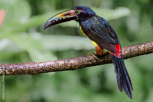 Obraz na płótnie Collared aracari (Pteroglossus torquatus), Sarapiqui, Costa Rica. Selective focus on bird's eye w salonie
