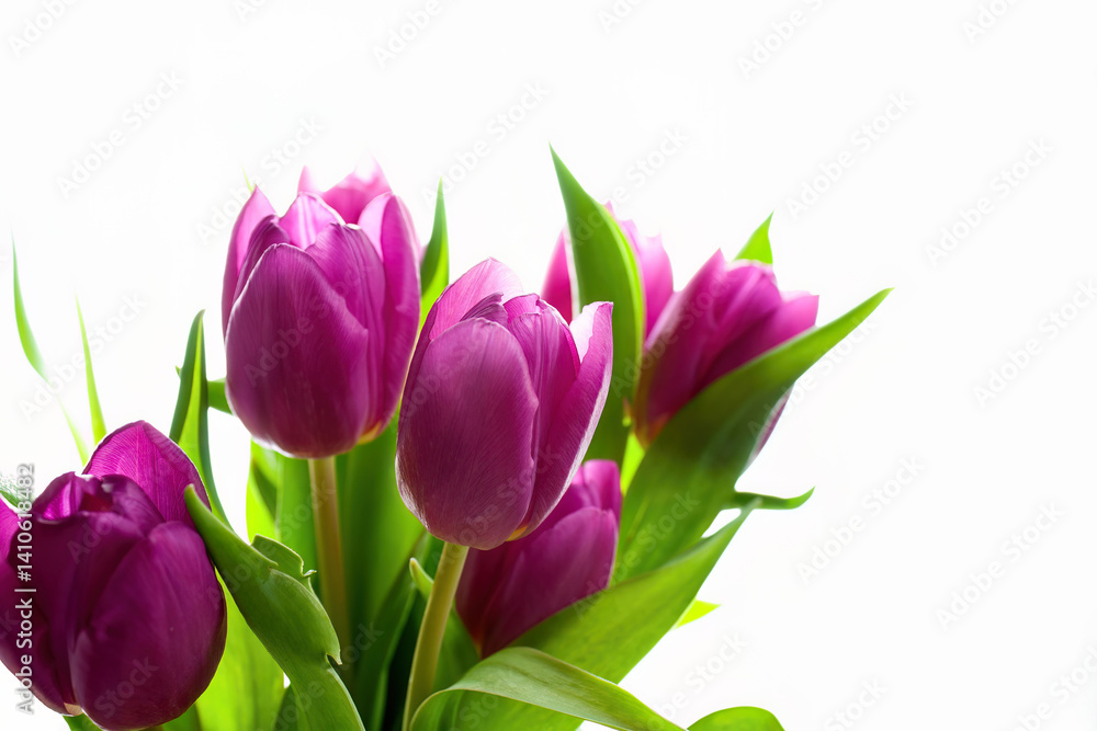 Naklejka premium Purple tulips with green leaves on white background 
