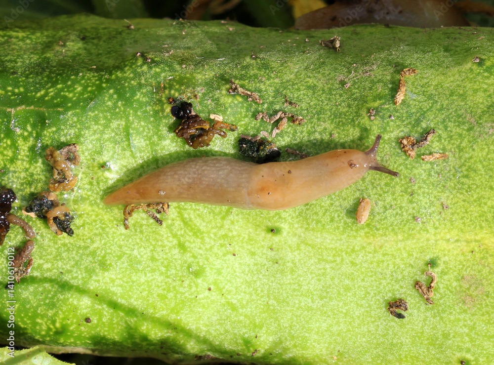 Slugs (molluscs of the gastropod class) on vegetable crops Slugs (molluscs of the gastropod class) on vegetable crops