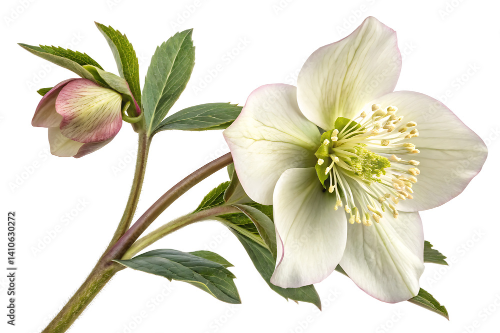 Obraz premium Hellebore 
