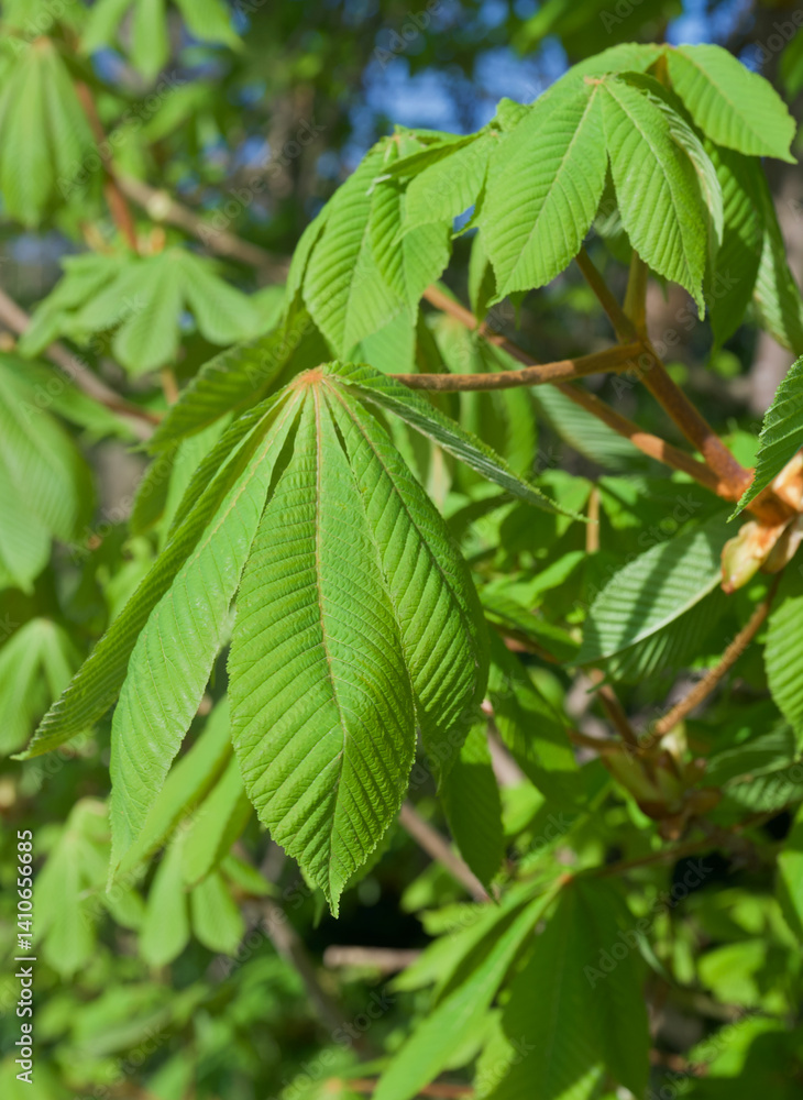 Beautiful close-up of the leaves of aesculus hippocastanum Beautiful close-up of the leaves of aesculus hippocastanum