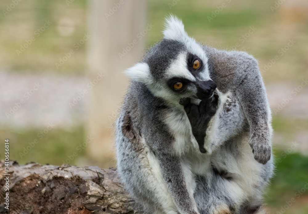 Obraz premium Various wild animals. Ring-tailed lemur photos.