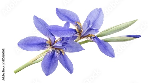 Delicate purple iris blossoms