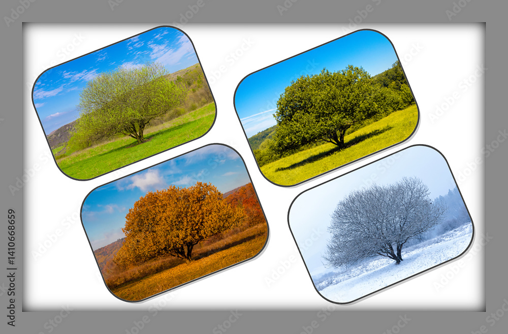 Four seasons in the same place. Collage of images of a tree seen in the four seasons
