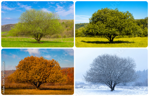 Collage of images of a tree seen in the four seasons. Four seasons in the same place