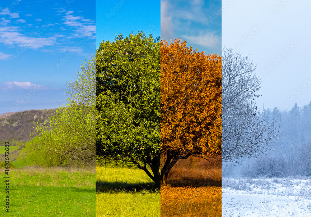 Collage of images of a tree seen in the four seasons. Four seasons in the same place