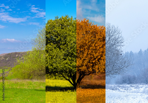 Obraz na płótnie Collage of images of a tree seen in the four seasons. Four seasons in the same place w salonie
