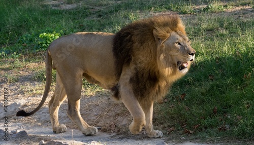 photos of grumpy lion taken during walk