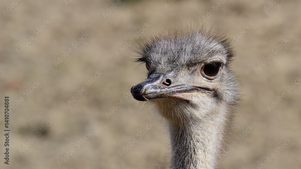 photos of wild animals and ostriches