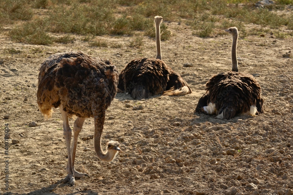 photos of wild animals and ostriches