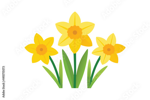 daffodils isolated on white