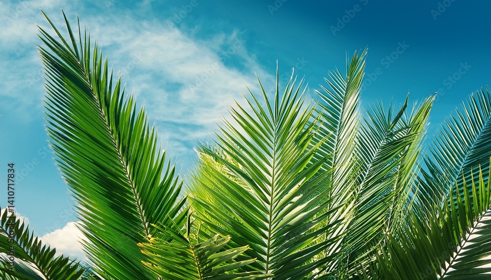 Fototapeta premium Green palm leaf against the sky Trendy minimal background