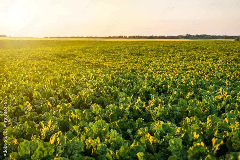 Young, sprouted root beet growing in the vegetable garden, field, plantation. Beetroot leaf in farming and harvesting. Cultivation of the sugar beet. Agriculture process.