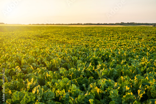 Obraz na płótnie Young, sprouted root beet growing in the vegetable garden, field, plantation. Beetroot leaf in farming and harvesting. Cultivation of the sugar beet. Agriculture process. w salonie