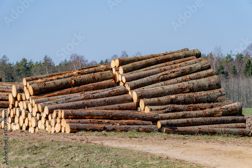 Quadro su tela Large stacks of freshly cut pine logs at the edge of a forest ready for transpo