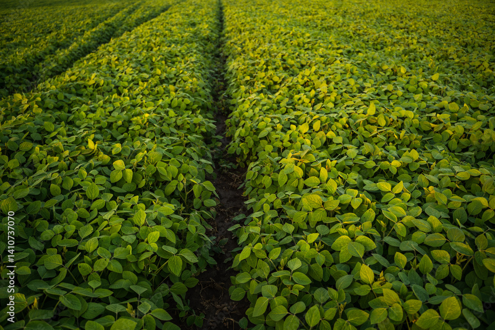Soybean plant growing in agricultural field during sunset.