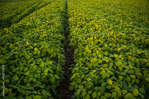 Obraz na płótnie Soybean plant growing in agricultural field during sunset. w salonie