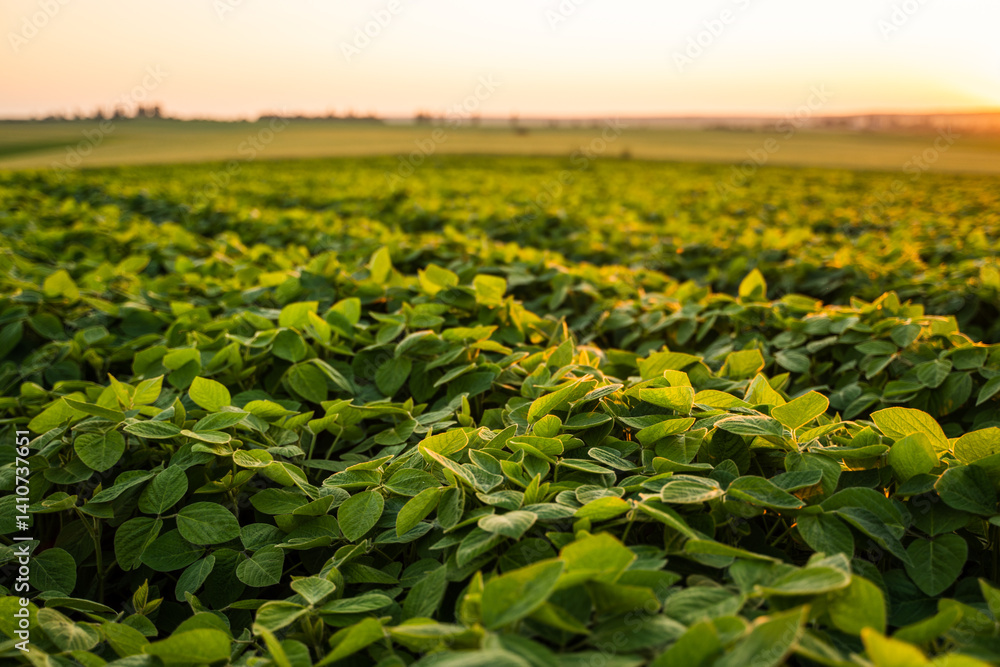 Soybean plant growing in agricultural field during sunset.
