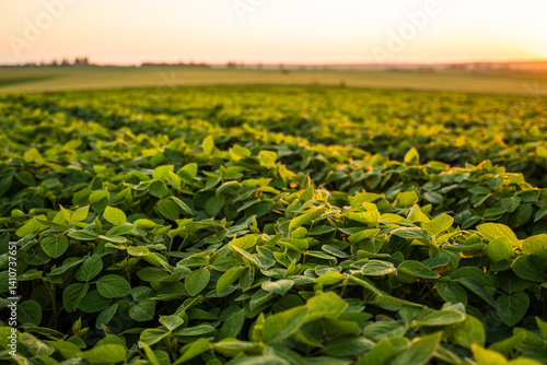 Obraz na płótnie Soybean plant growing in agricultural field during sunset. w salonie