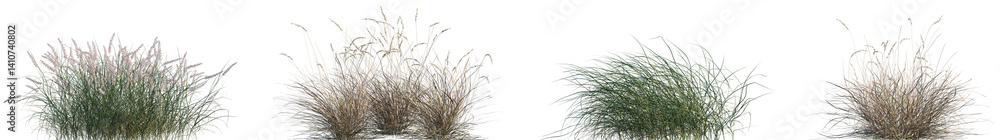 Set of Pennisetum orientale and Hilaria mutica isolated frontal png on a transparent background perfectly cutout Set of Pennisetum orientale and Hilaria mutica isolated frontal png on a transparent background perfectly cutout