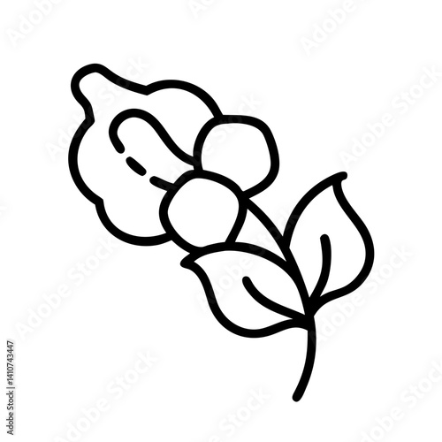sweet pea flower line drawn vector art - illustration sweet pea flower isolated transparent background
