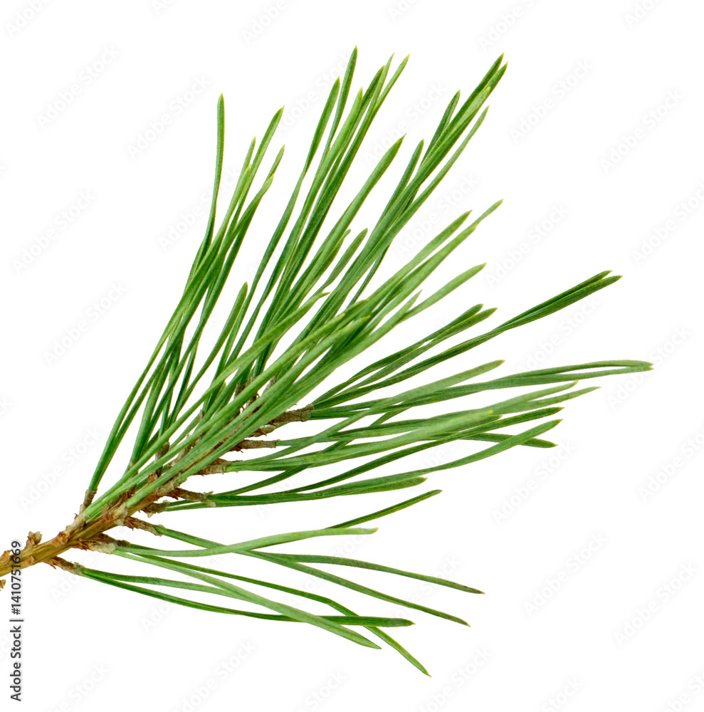 Fresh pine branch with green needles, isolated on white, ideal for holiday decor and invitations for the festive season. Fresh pine branch with green needles, isolated on white, ideal for holiday decor and invitations for the festive season.