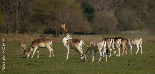 Fototapeta Naklejka Na Ścianę i Meble -   Fallow deer cervus dama in a meadow.grazing enjoying the warm spring time sun